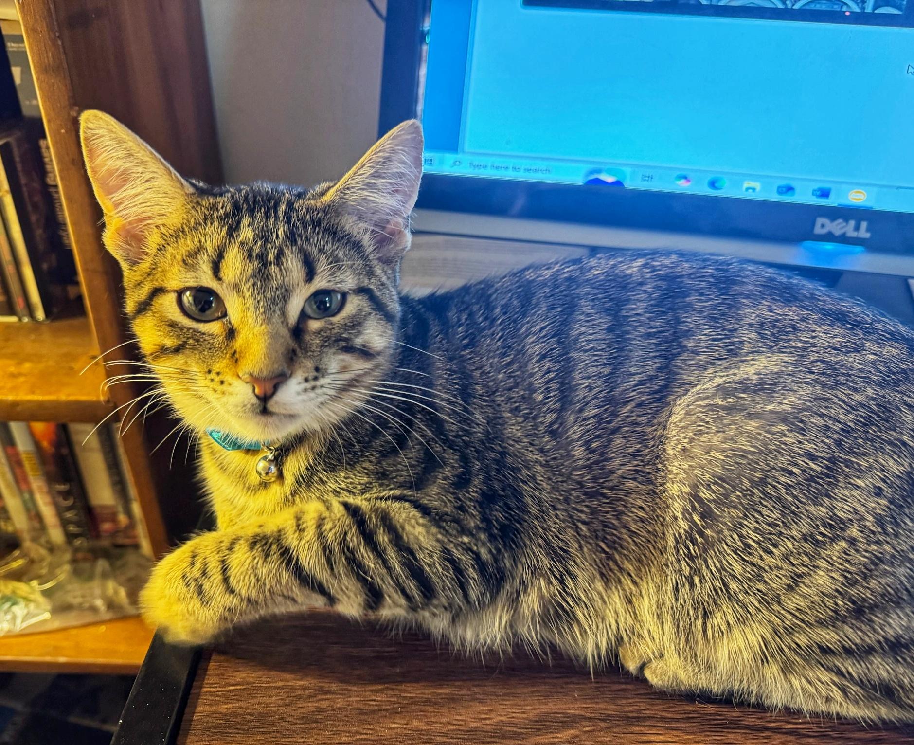 Snickerdoodle and Shortbread