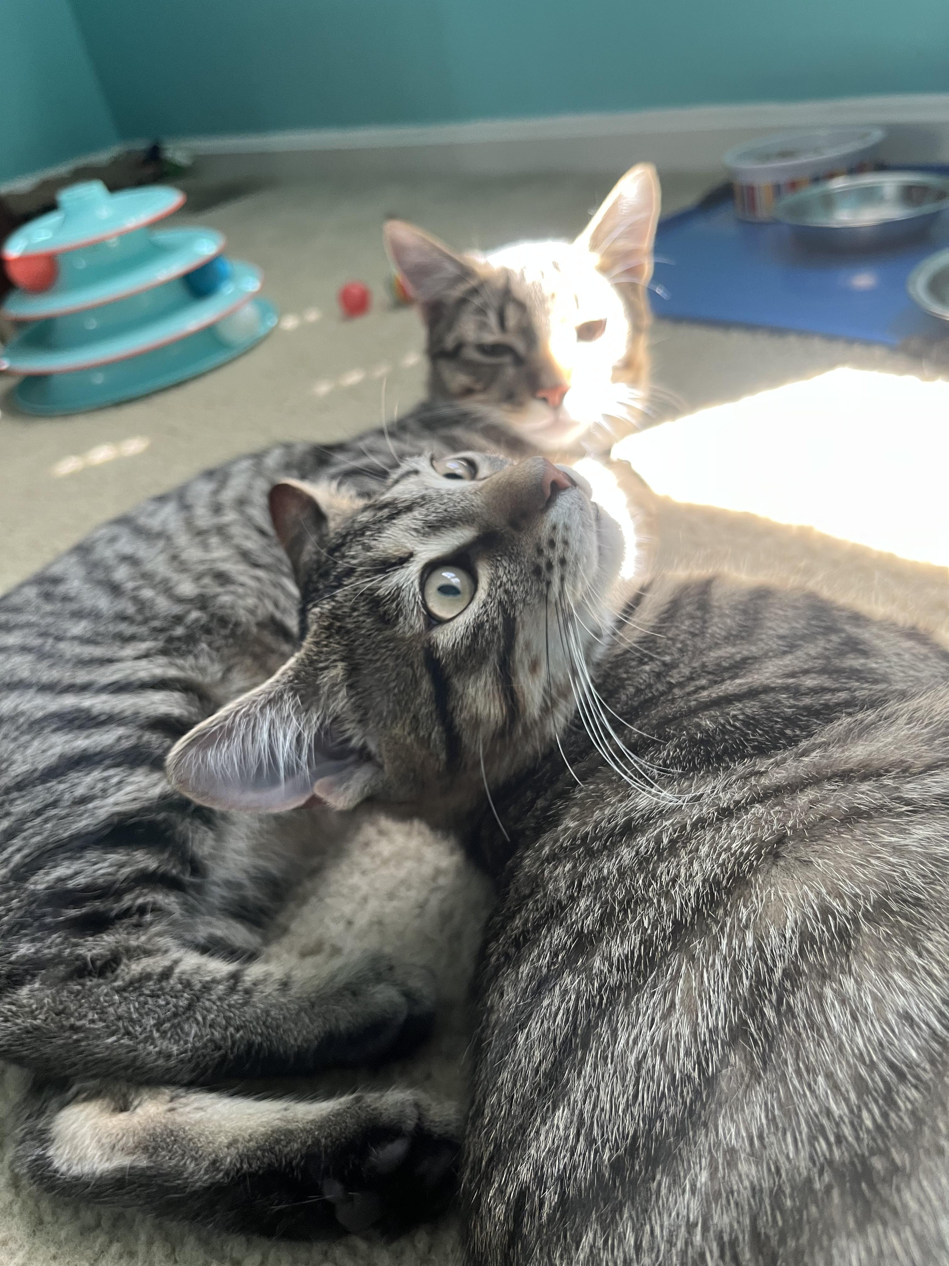 Snickerdoodle and Shortbread