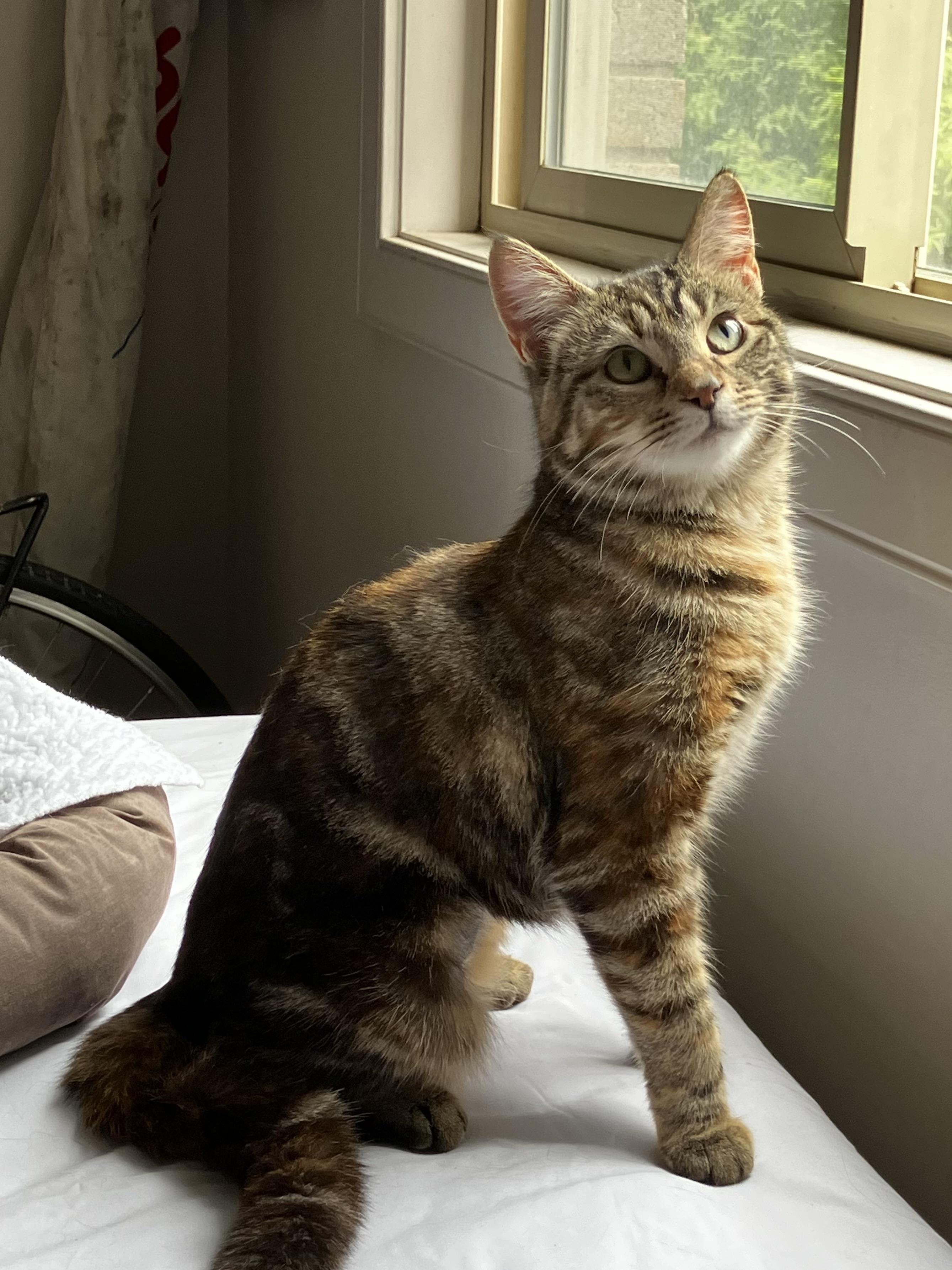 Enlarge Salty Whiskers, an adopted Domestic Short Hair in Calgary, AB image 1/3