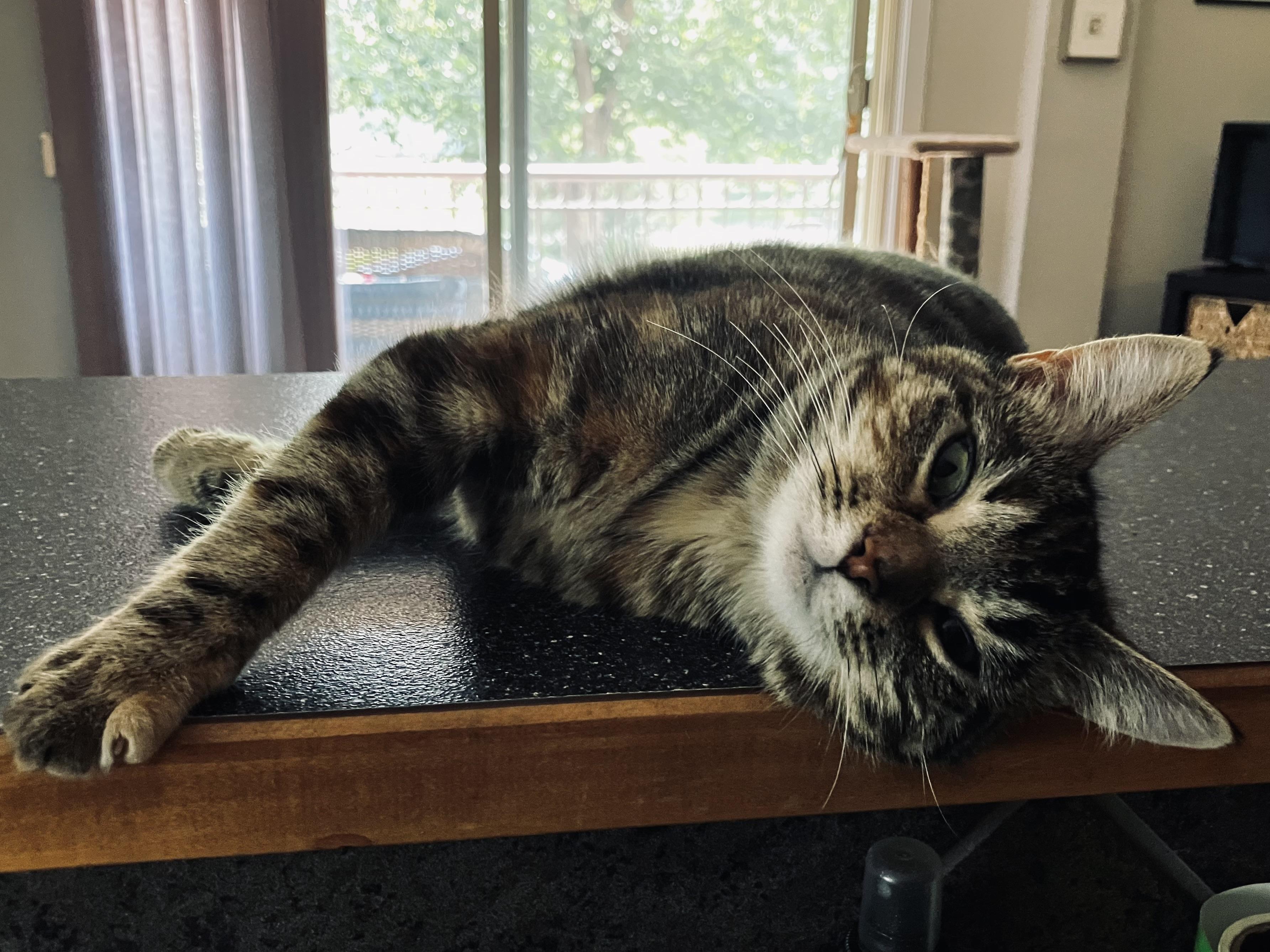 Enlarge Salty Whiskers, an adopted Domestic Short Hair in Calgary, AB image 3/3