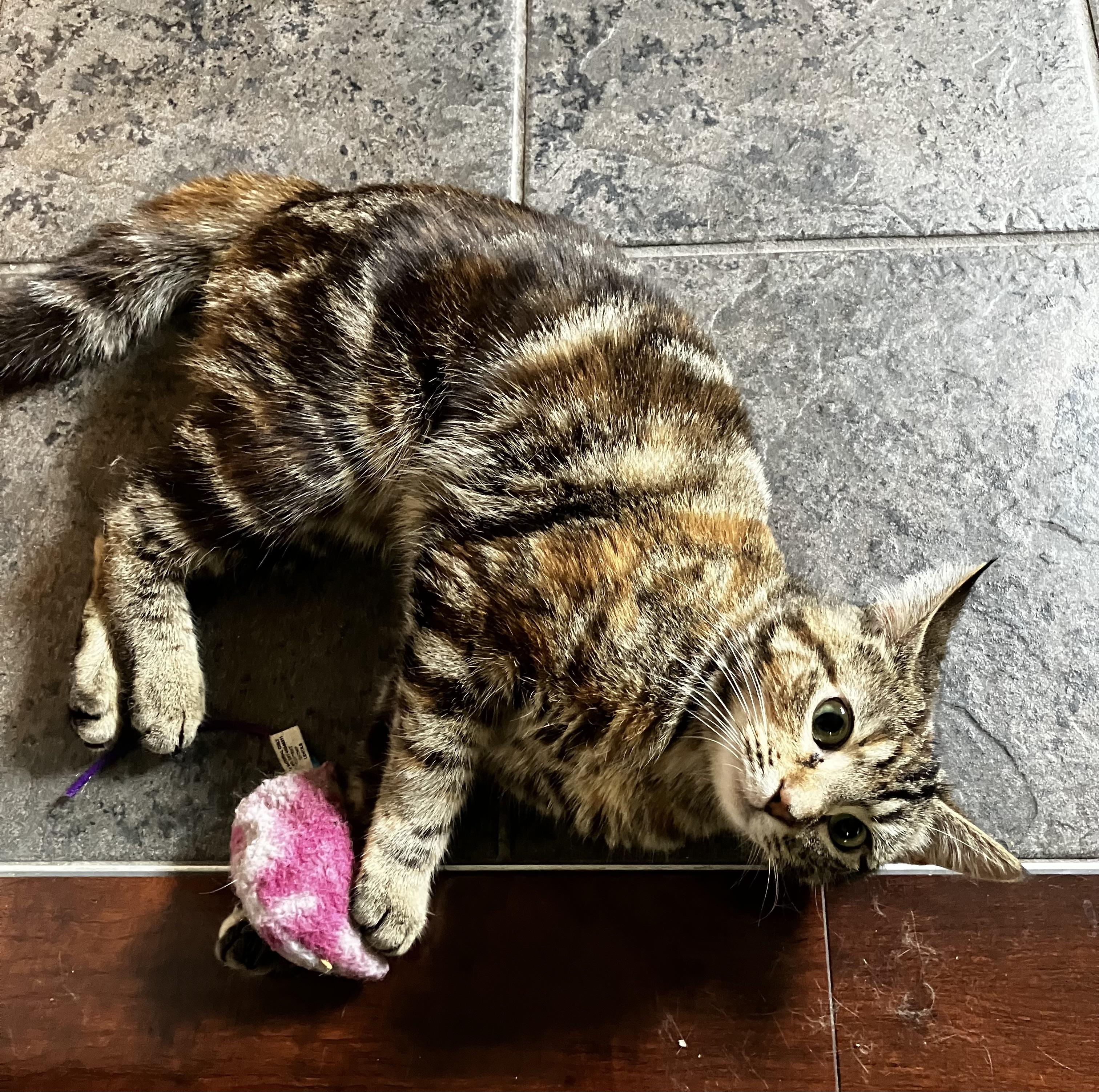 Enlarge Salty Whiskers, an adopted Domestic Short Hair in Calgary, AB image 2/3