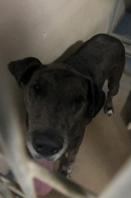 Enlarge Mocha, a ADOPTABLE mixed breed in Inverness, FL image 1/1