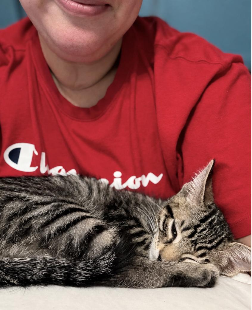 Enlarge Lupin, a Adopted Domestic Short Hair in Enfield, CT image 6/6