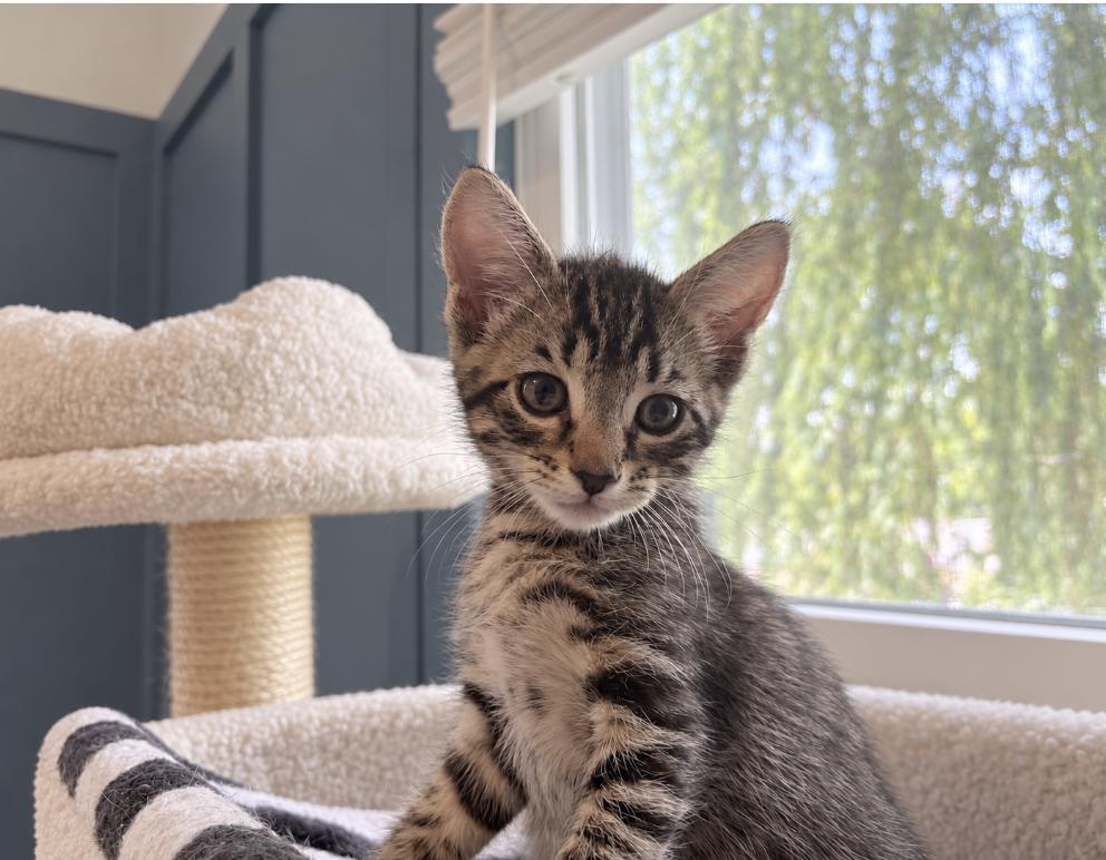 Enlarge Lupin, a Adopted Domestic Short Hair in Enfield, CT image 3/6