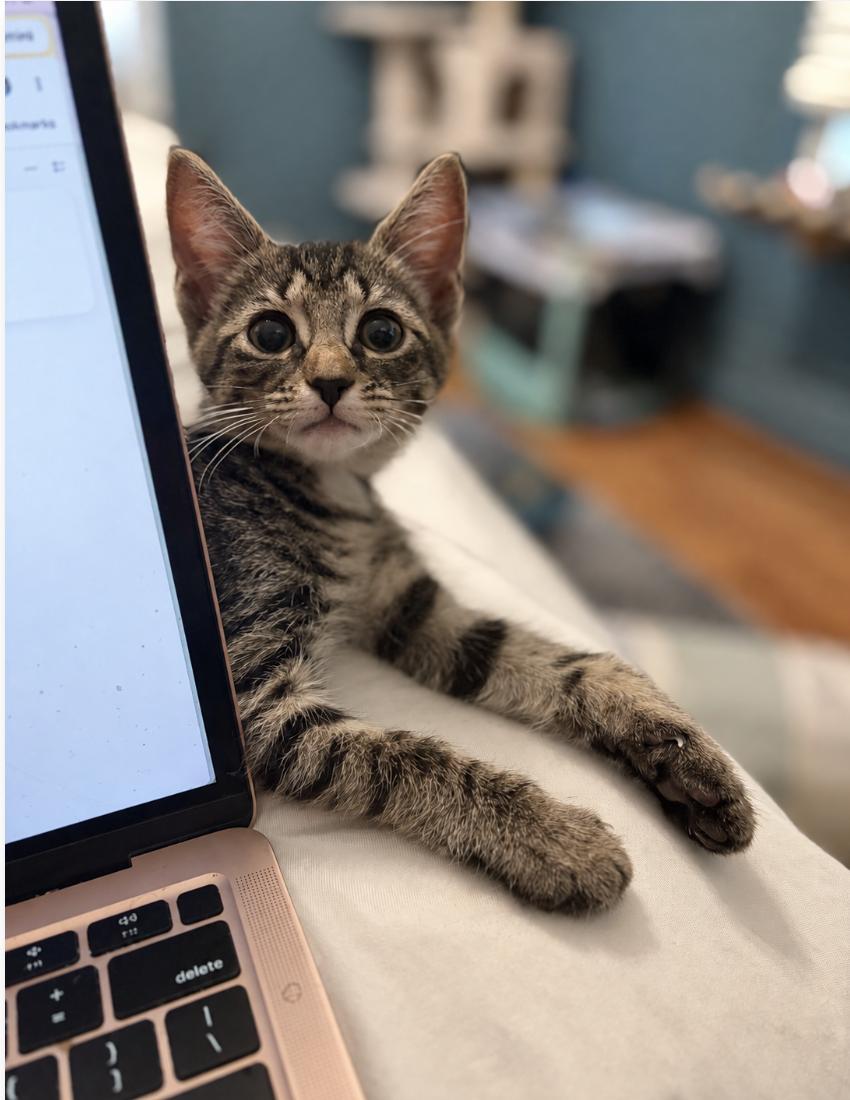 Enlarge Lupin, a Adopted Domestic Short Hair in Enfield, CT image 2/6