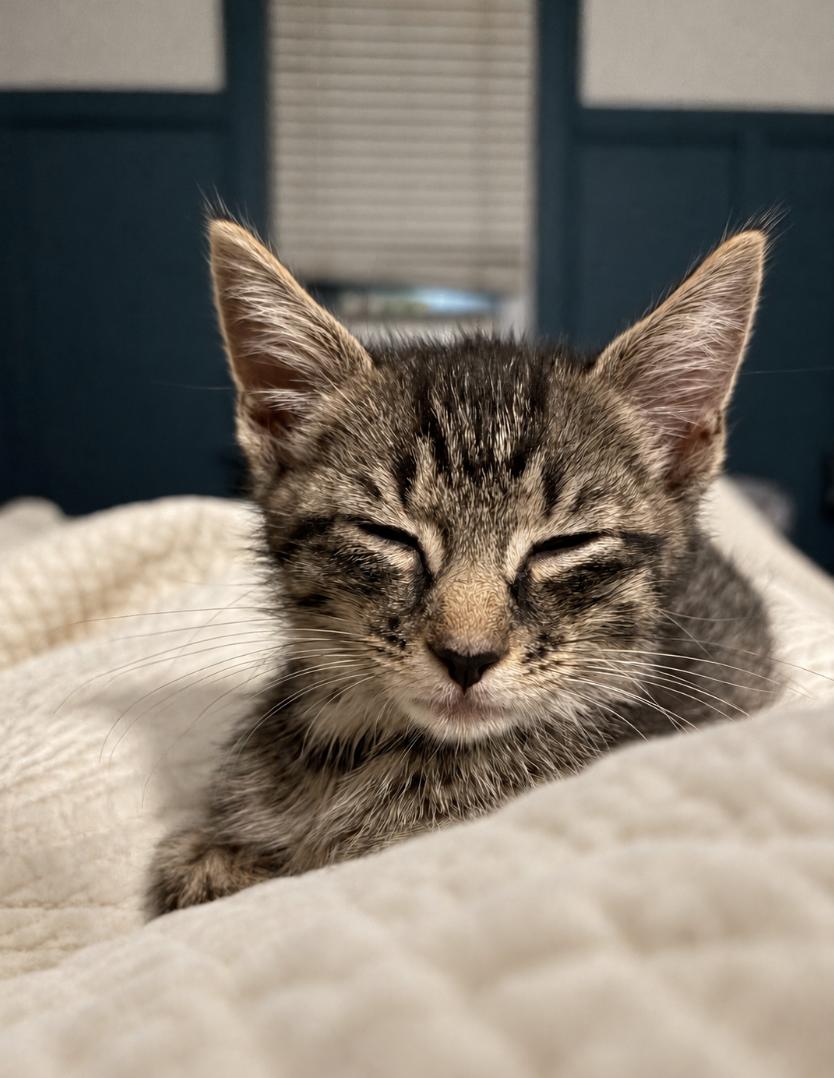 Lupin, Adopted, Kitten Male Domestic Short Hair.