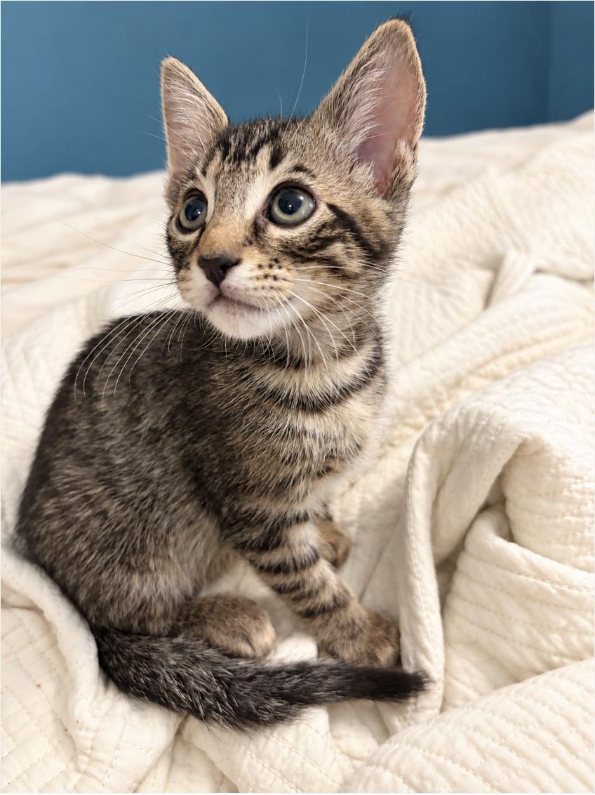 Enlarge Lupin, a Adopted Domestic Short Hair in Enfield, CT image 5/6