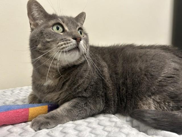 Dumpling, a ADOPTABLE Domestic Short Hair in Chicago, IL image 4/5
