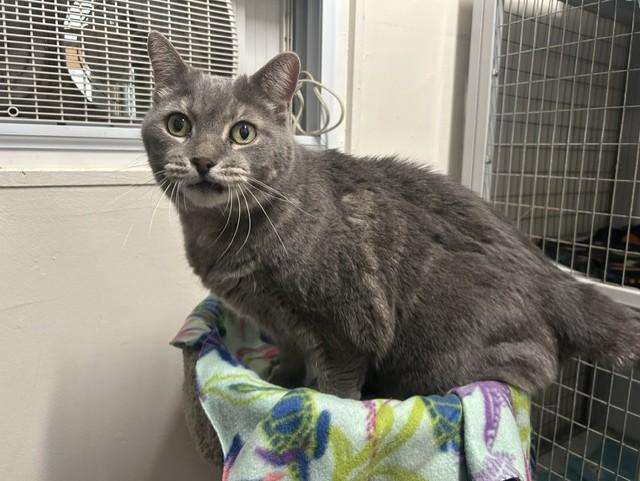 Dumpling, a ADOPTABLE Domestic Short Hair in Chicago, IL image 5/5