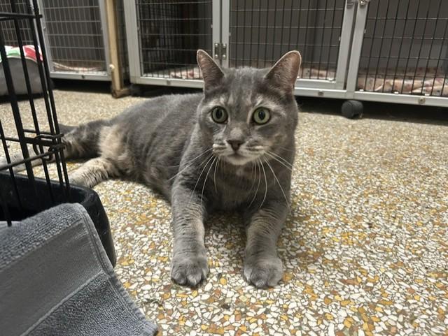 Dumpling, a ADOPTABLE Domestic Short Hair in Chicago, IL image 2/5