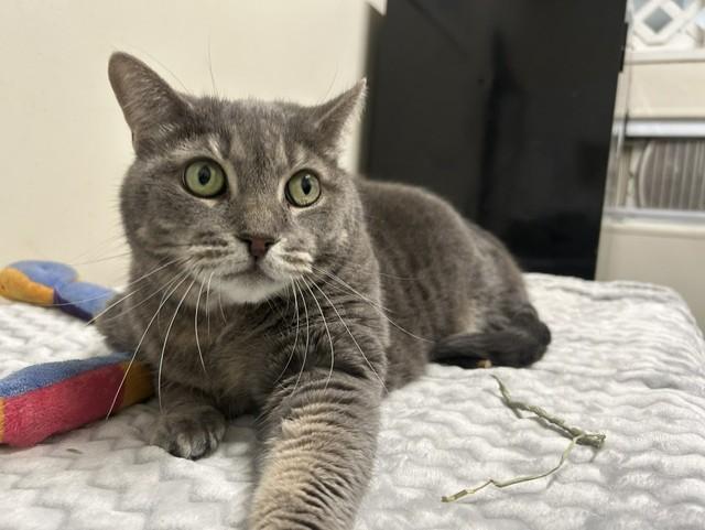 Dumpling, a ADOPTABLE Domestic Short Hair in Chicago, IL image 3/5