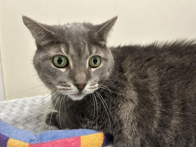 Dumpling, ADOPTABLE, Adult Female Domestic Short Hair.