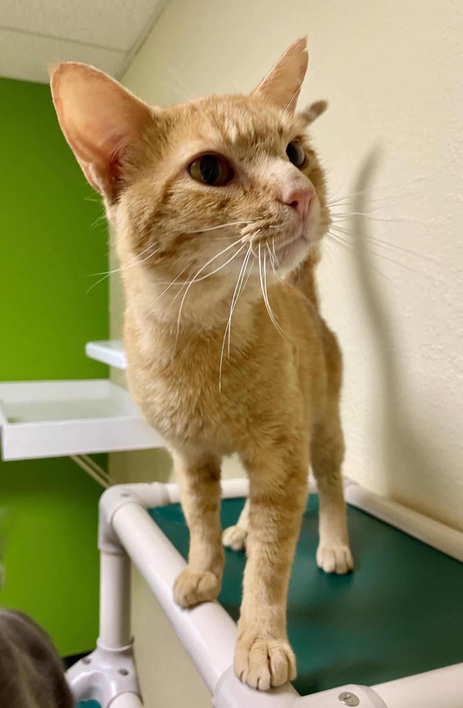 Matthew, Adoptable, Adult Male Domestic Short Hair & Tabby.