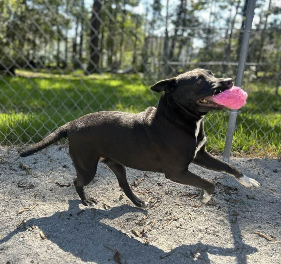 Mittens, a Adoptable mixed breed in Mount Holly, NJ image 3/6