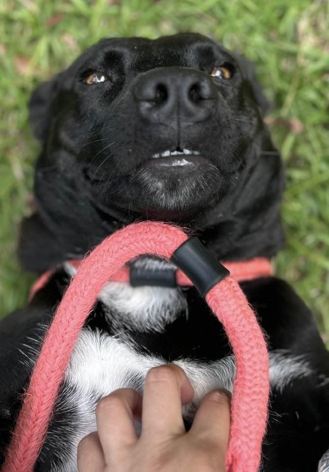 Mittens, a Adoptable mixed breed in Mount Holly, NJ image 4/6
