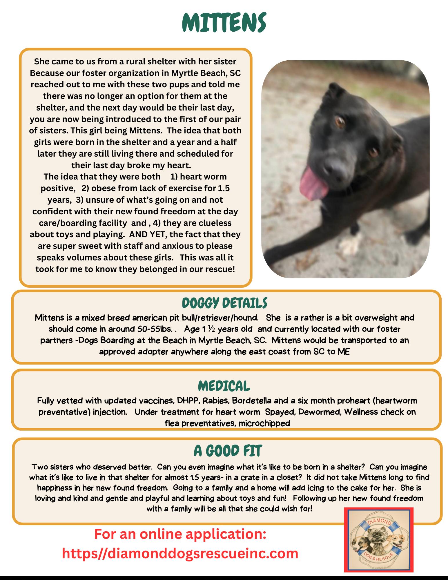 Mittens, a Adoptable mixed breed in Mount Holly, NJ image 5/6