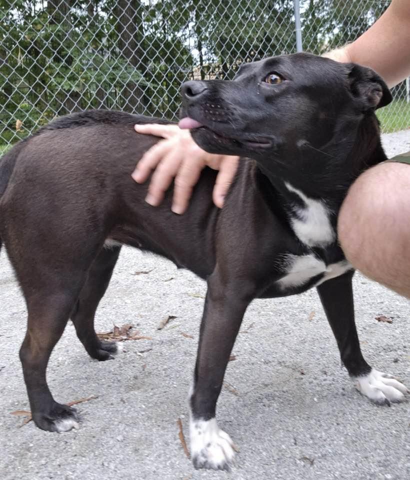 Mittens, a Adoptable mixed breed in Mount Holly, NJ image 2/6