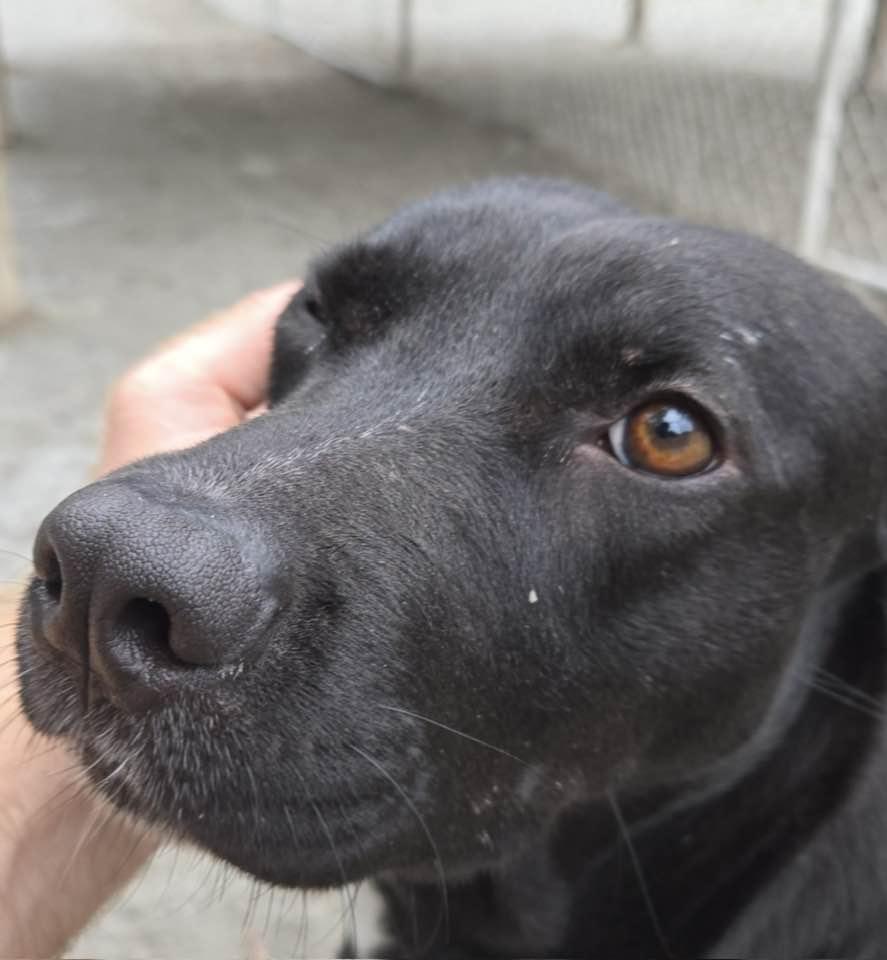 Mittens, a Adoptable mixed breed in Mount Holly, NJ image 6/6