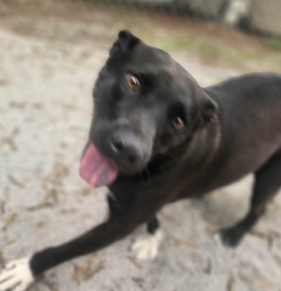 Mittens, Adoptable, Young Female Pit Bull Terrier & Hound.