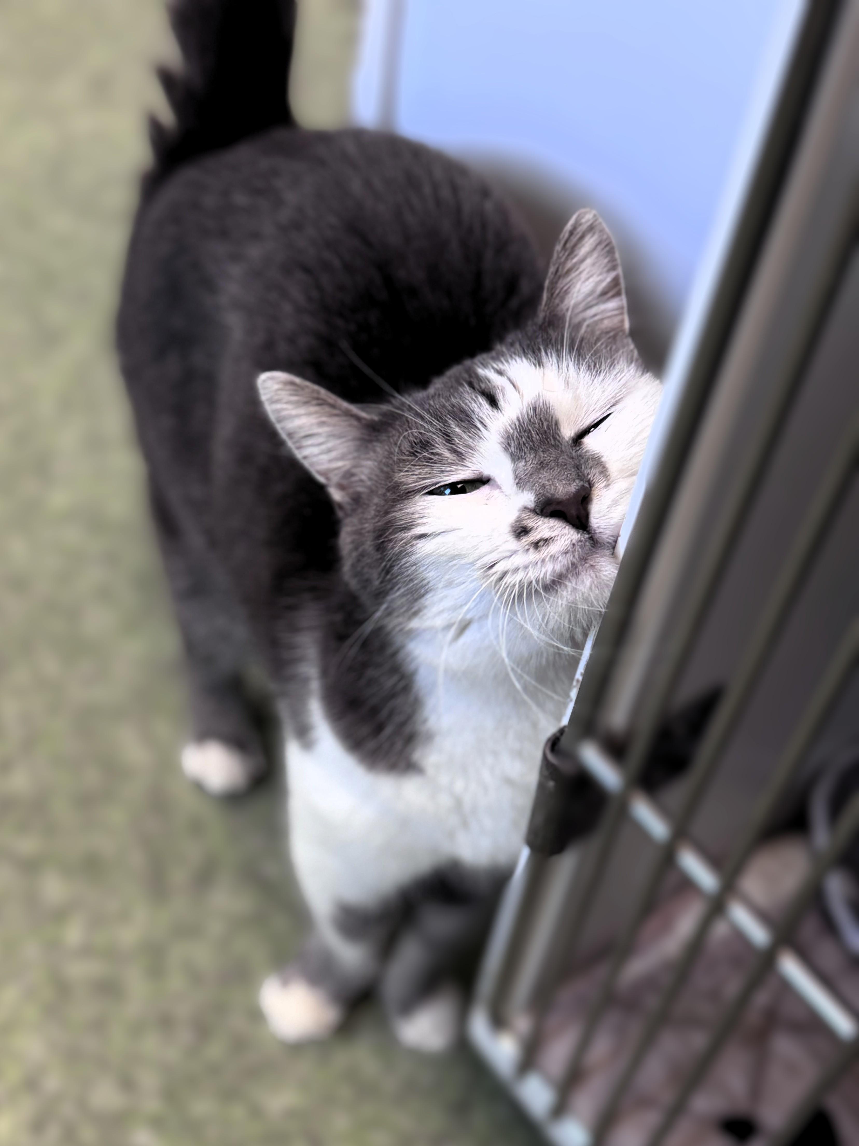 Enlarge Lilly, a ADOPTABLE Domestic Short Hair in Pekin, IL image 3/4