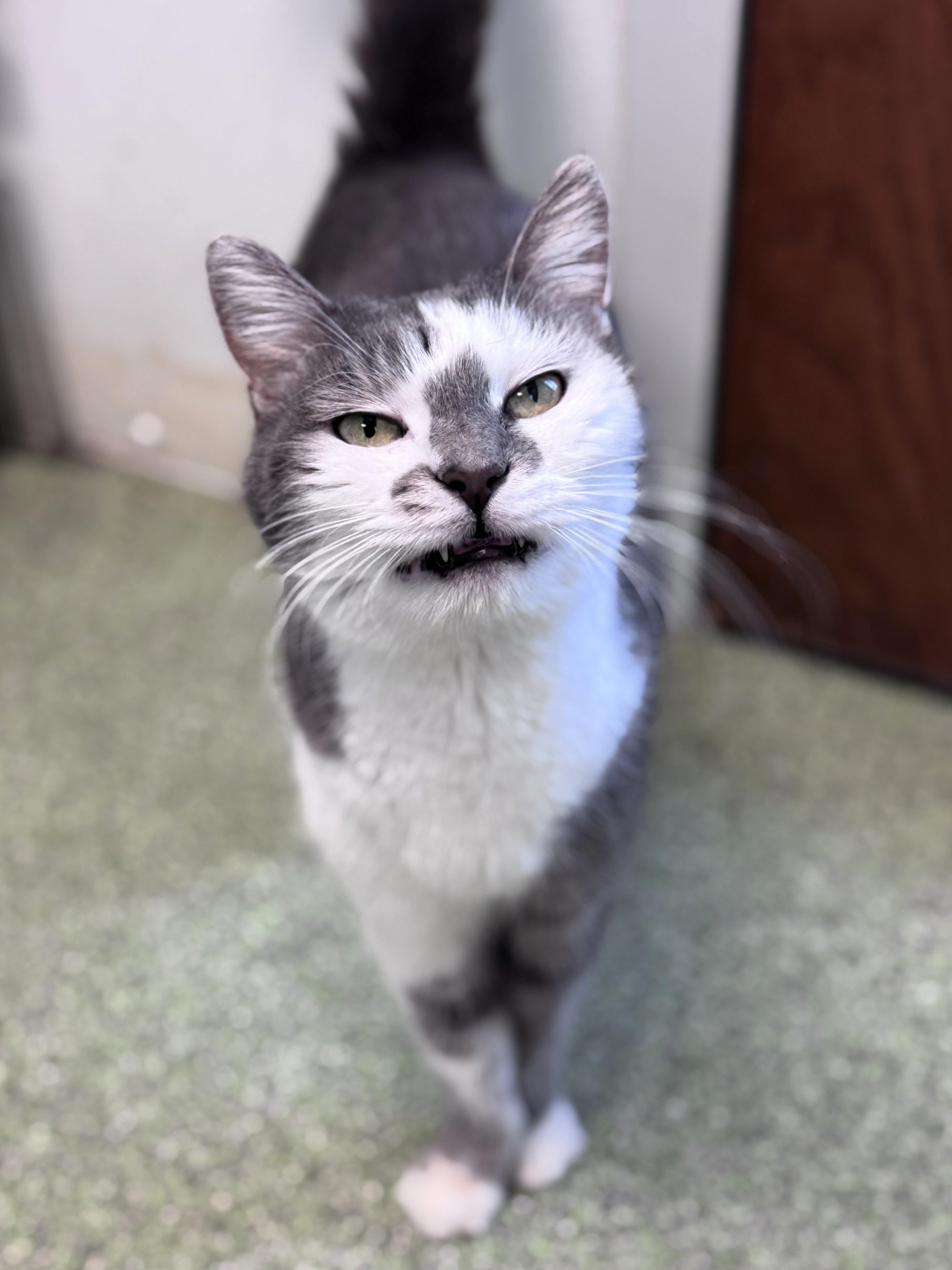 Enlarge Lilly, a ADOPTABLE Domestic Short Hair in Pekin, IL image 4/4