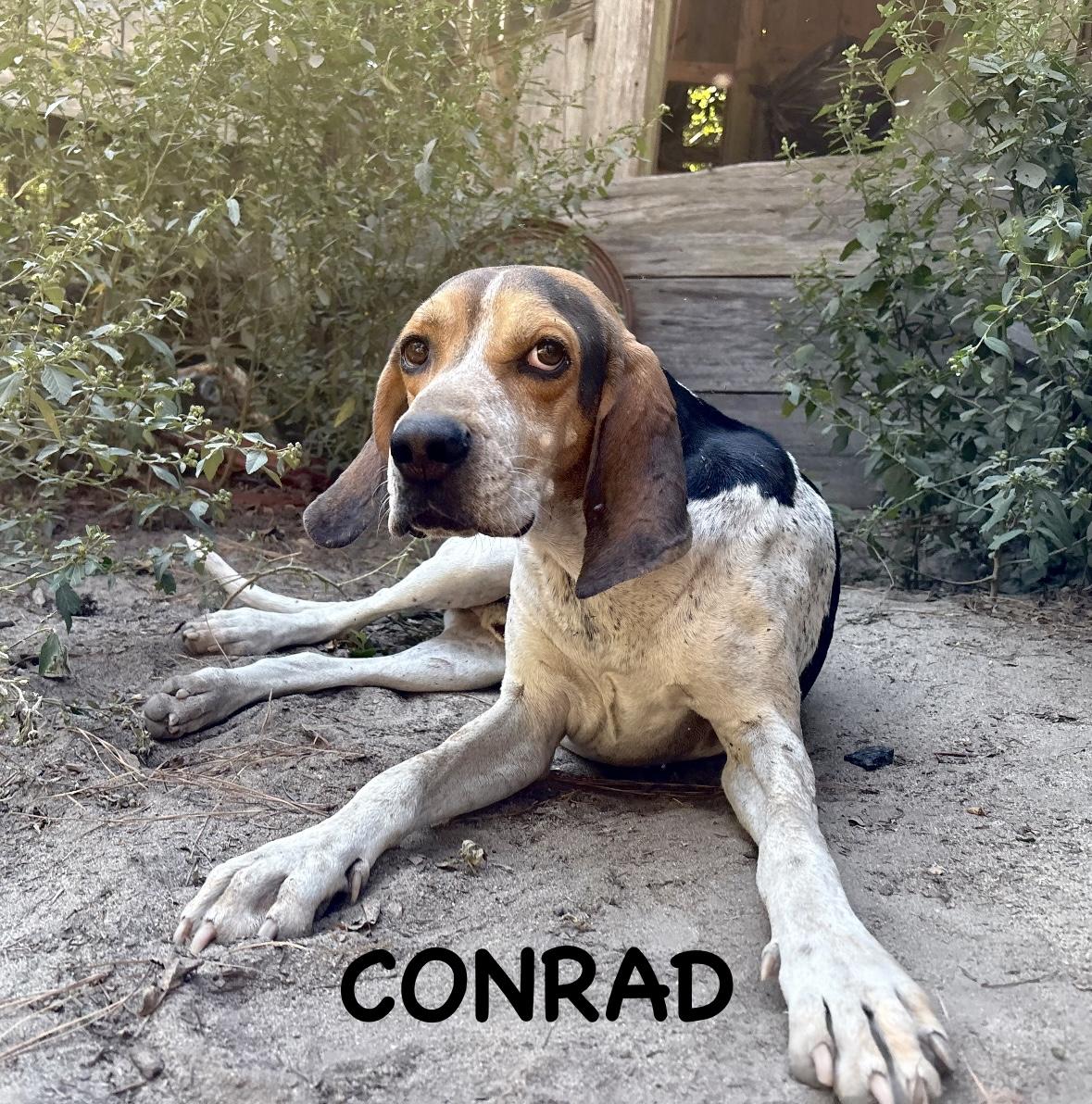 Conrad, a Adoptable Treeing Walker Coonhound in Darlington, SC image 1/5