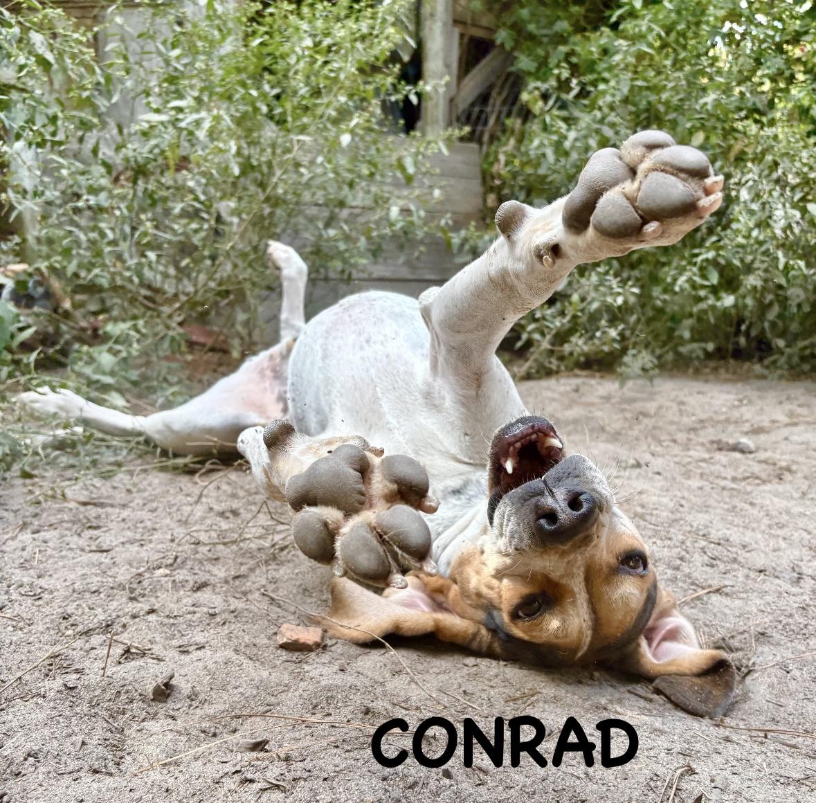 Conrad, a Adoptable Treeing Walker Coonhound in Darlington, SC image 2/5