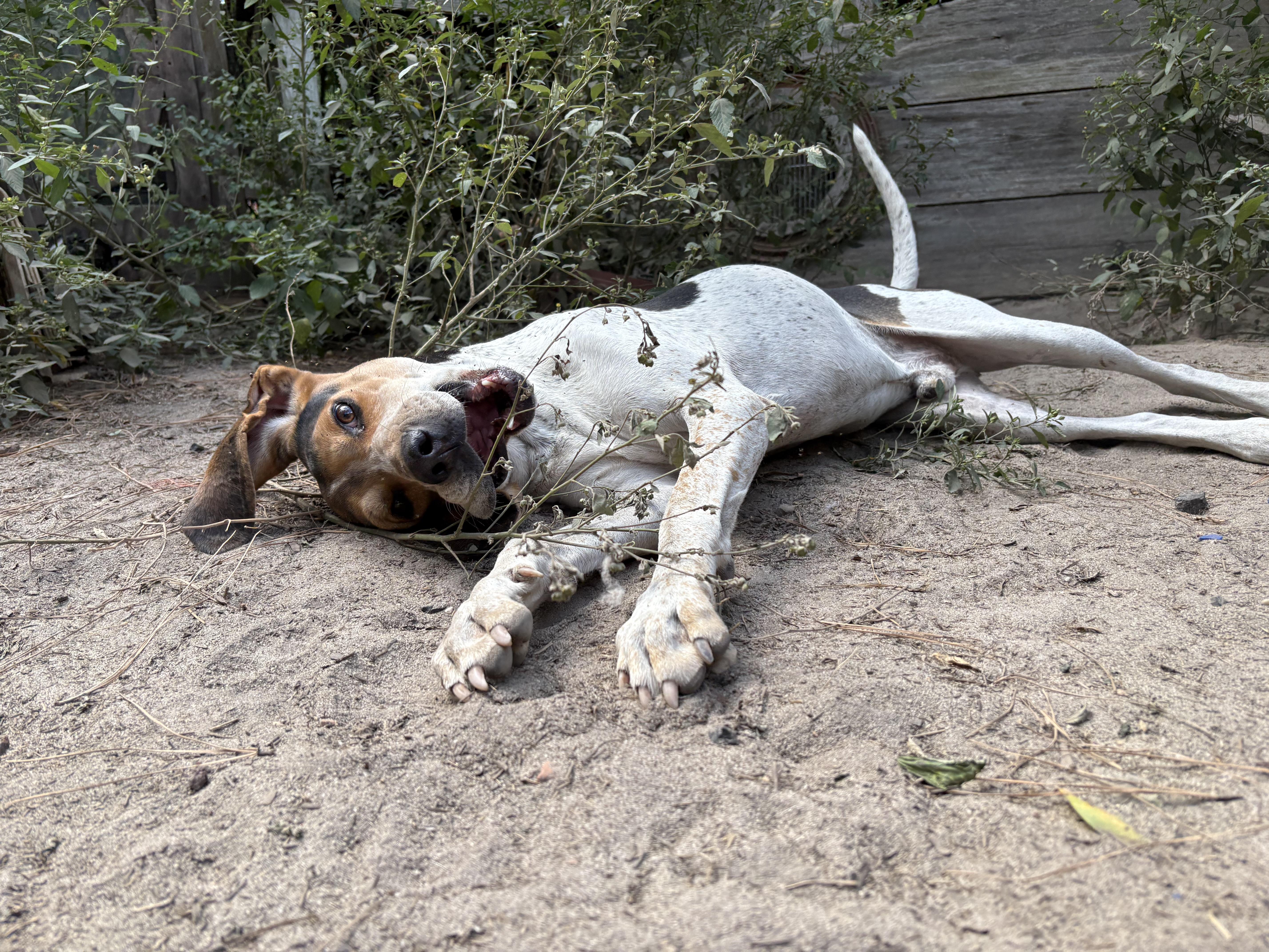 Conrad, an adoptable Treeing Walker Coonhound in Darlington, SC, 29532 | Photo Image 2