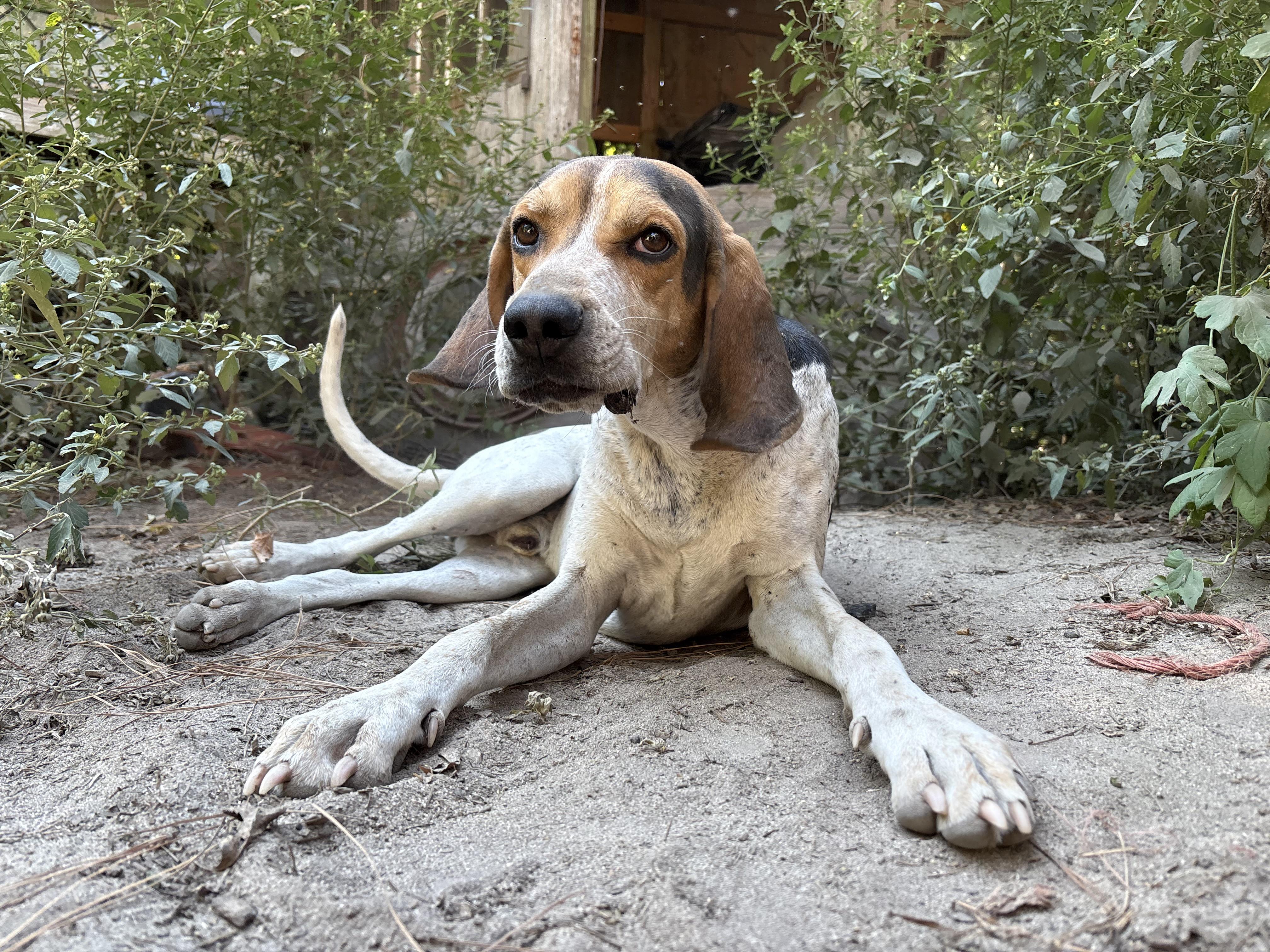 Conrad, an adoptable Treeing Walker Coonhound in Darlington, SC, 29532 | Photo Image 4