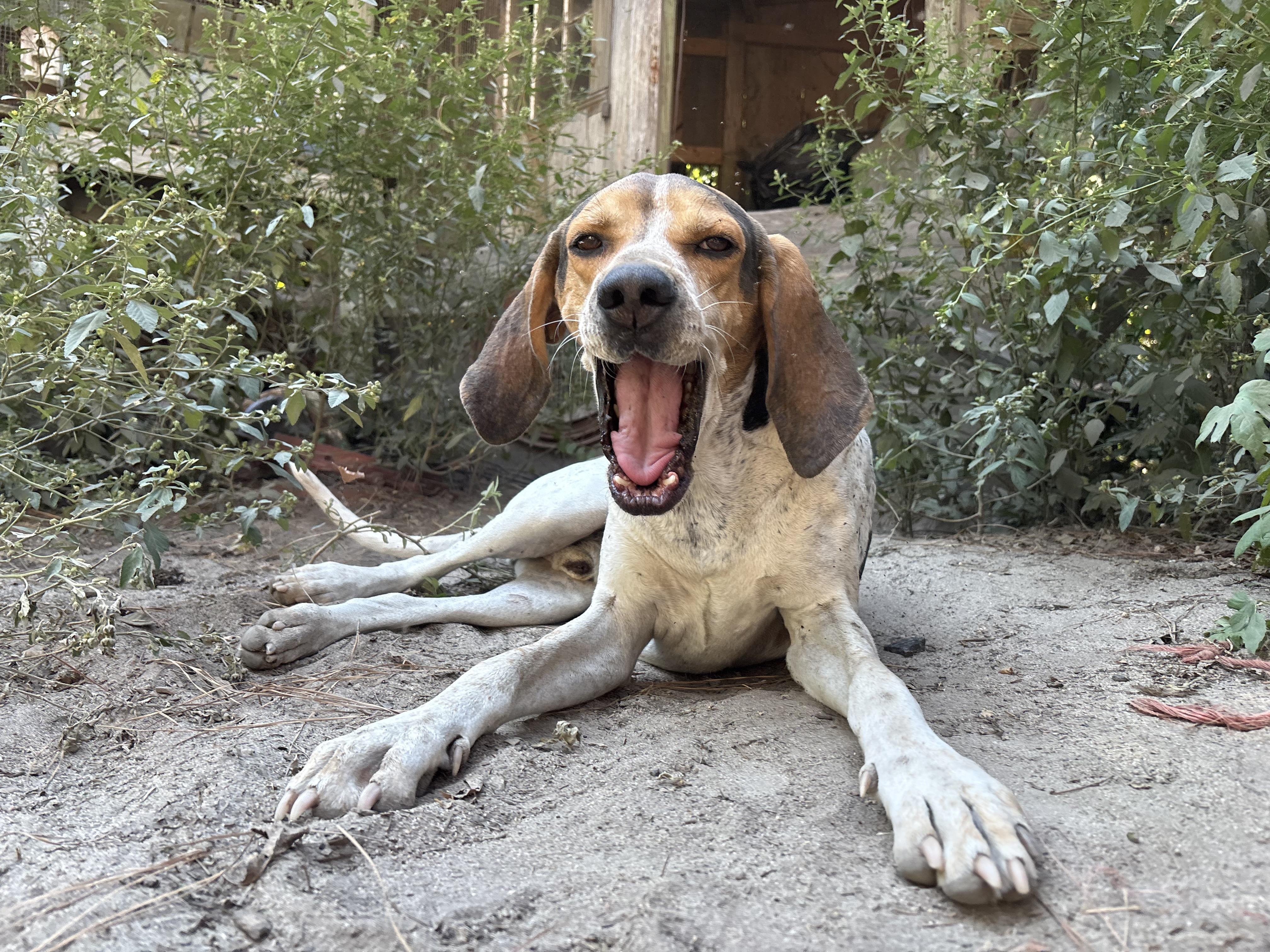 Conrad, an adoptable Treeing Walker Coonhound in Darlington, SC, 29532 | Photo Image 3