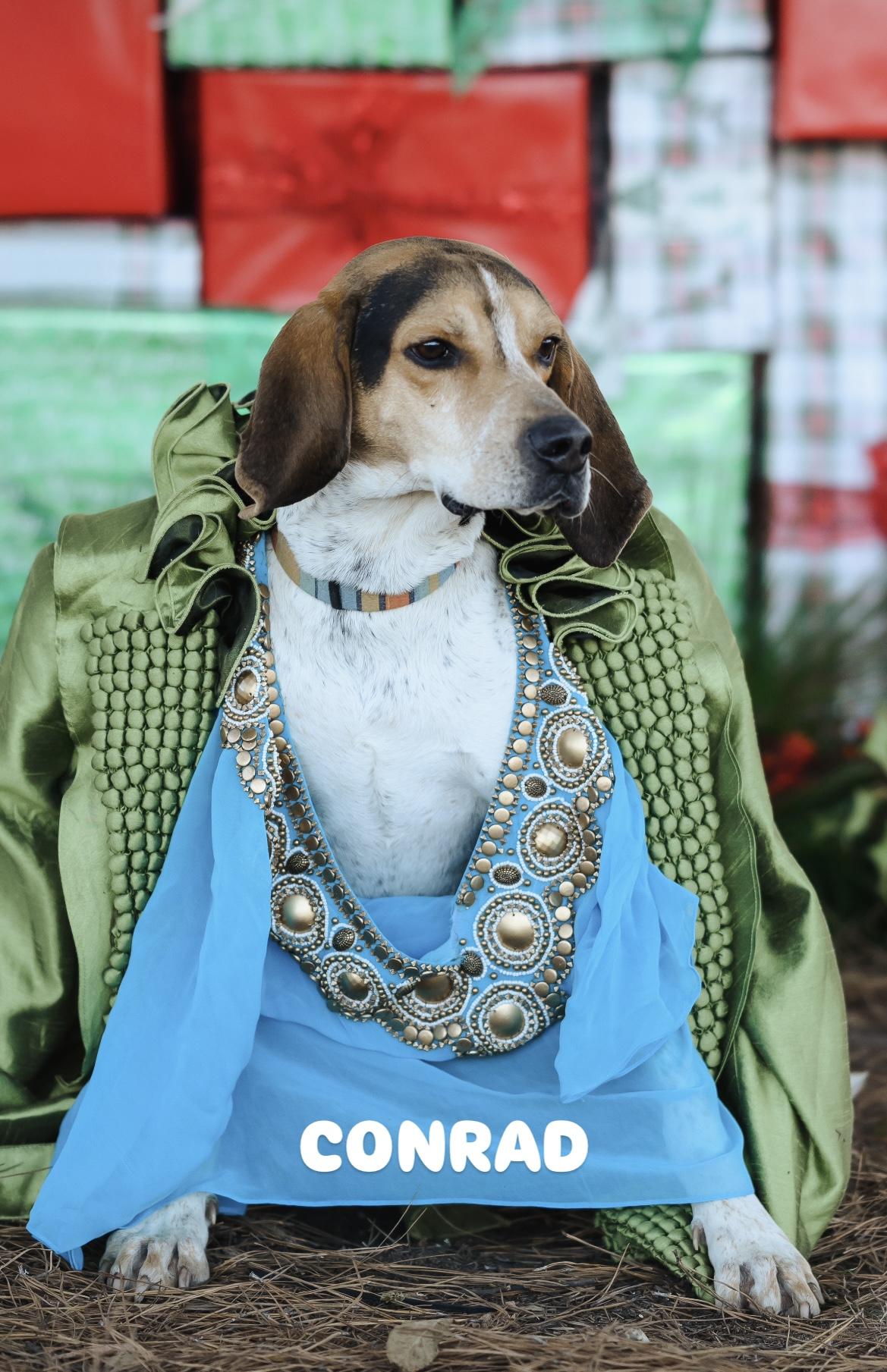 Conrad, Adult Male Treeing Walker Coonhound