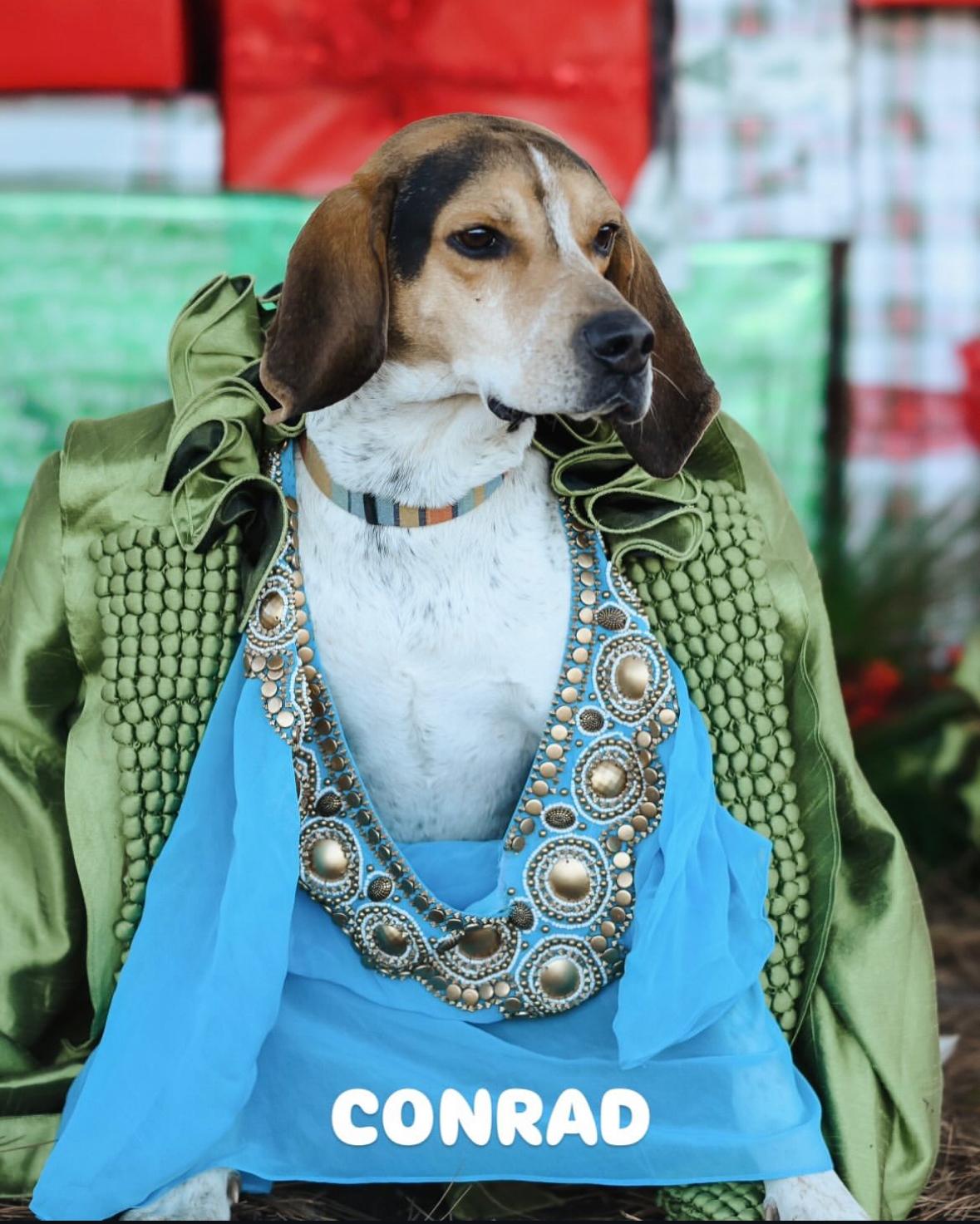 Enlarge Conrad, a Adoptable Treeing Walker Coonhound in Darlington, SC image 1/6