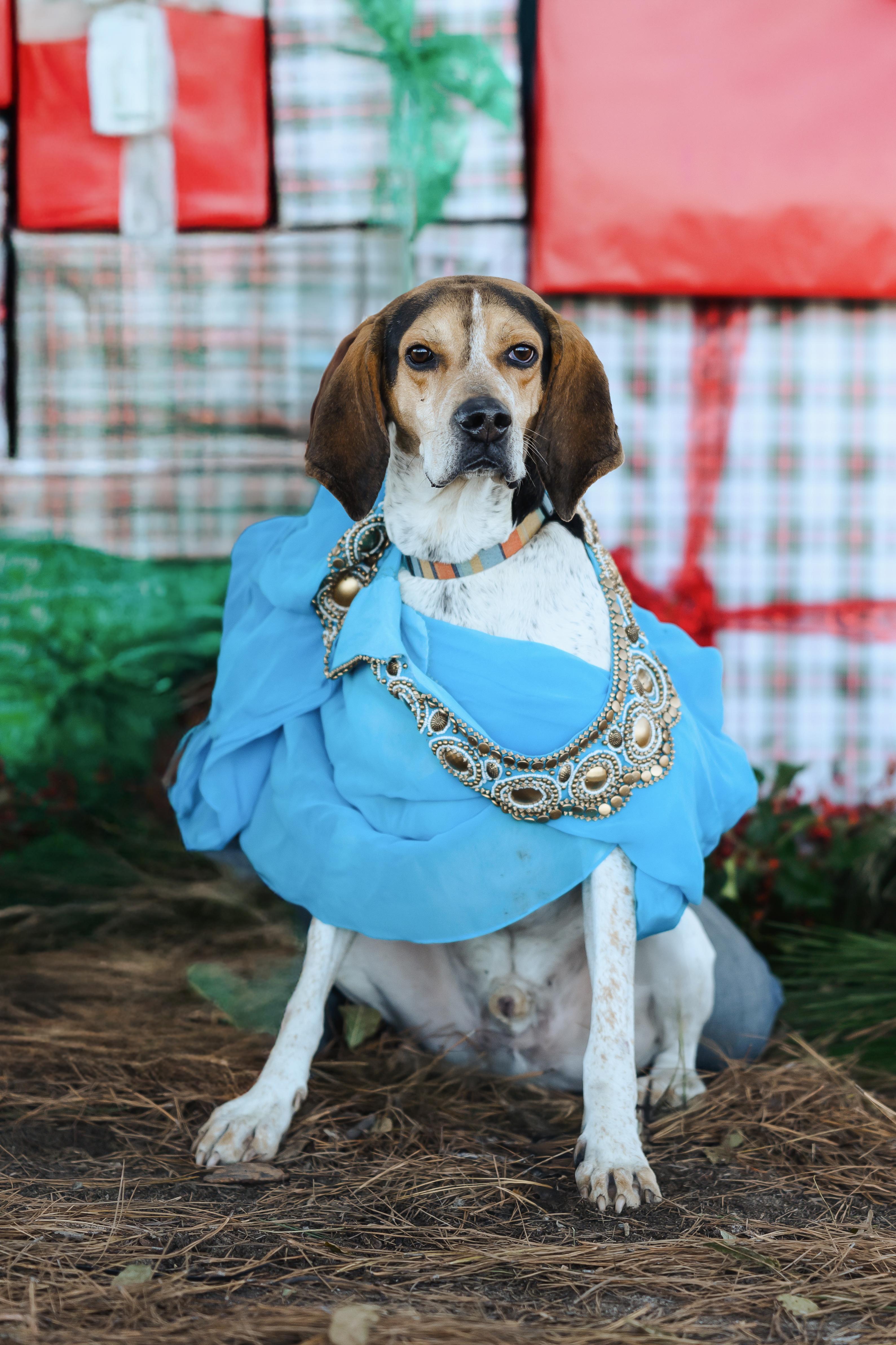 Conrad, a Adoptable Treeing Walker Coonhound in Darlington, SC image 5/5