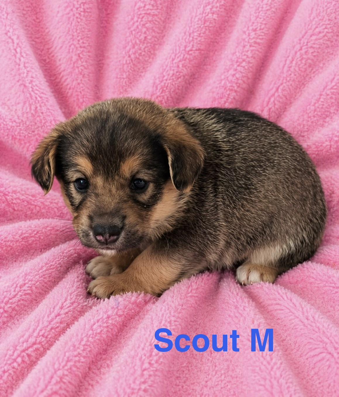 Enlarge Scout, a ADOPTABLE mixed breed in South Amboy, NJ image 1/1