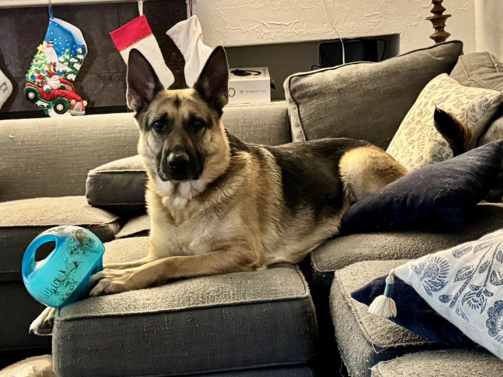 Wriggs, adopted, Adult Male German Shepherd Dog.