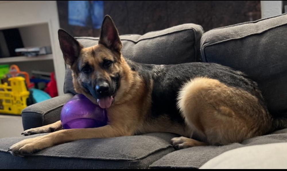 Enlarge Wriggs, an adopted German Shepherd Dog in Blair, NE image 2/2