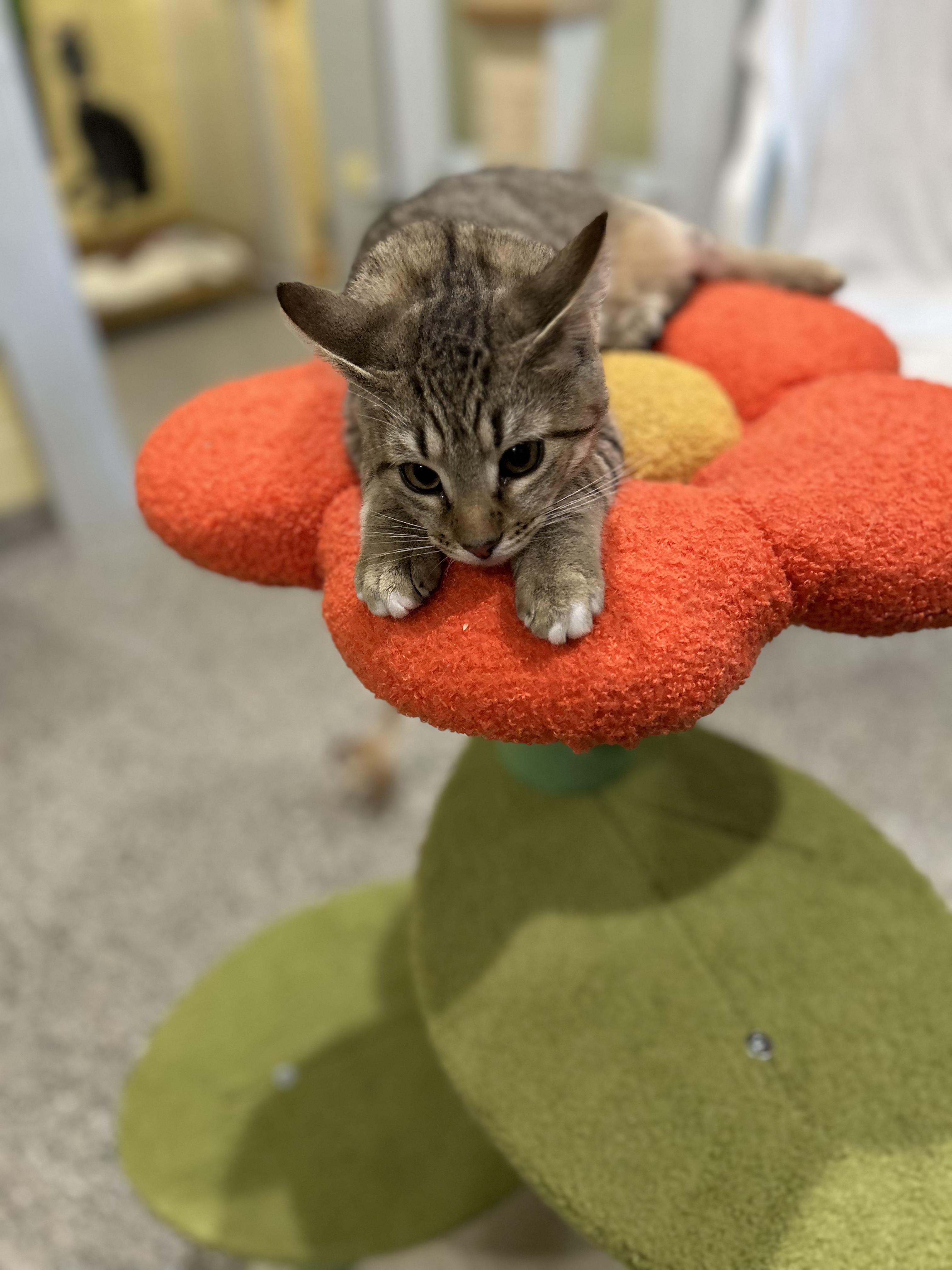 Enlarge Logan, a Adopted Tabby in Kinnelon, NJ image 3/6