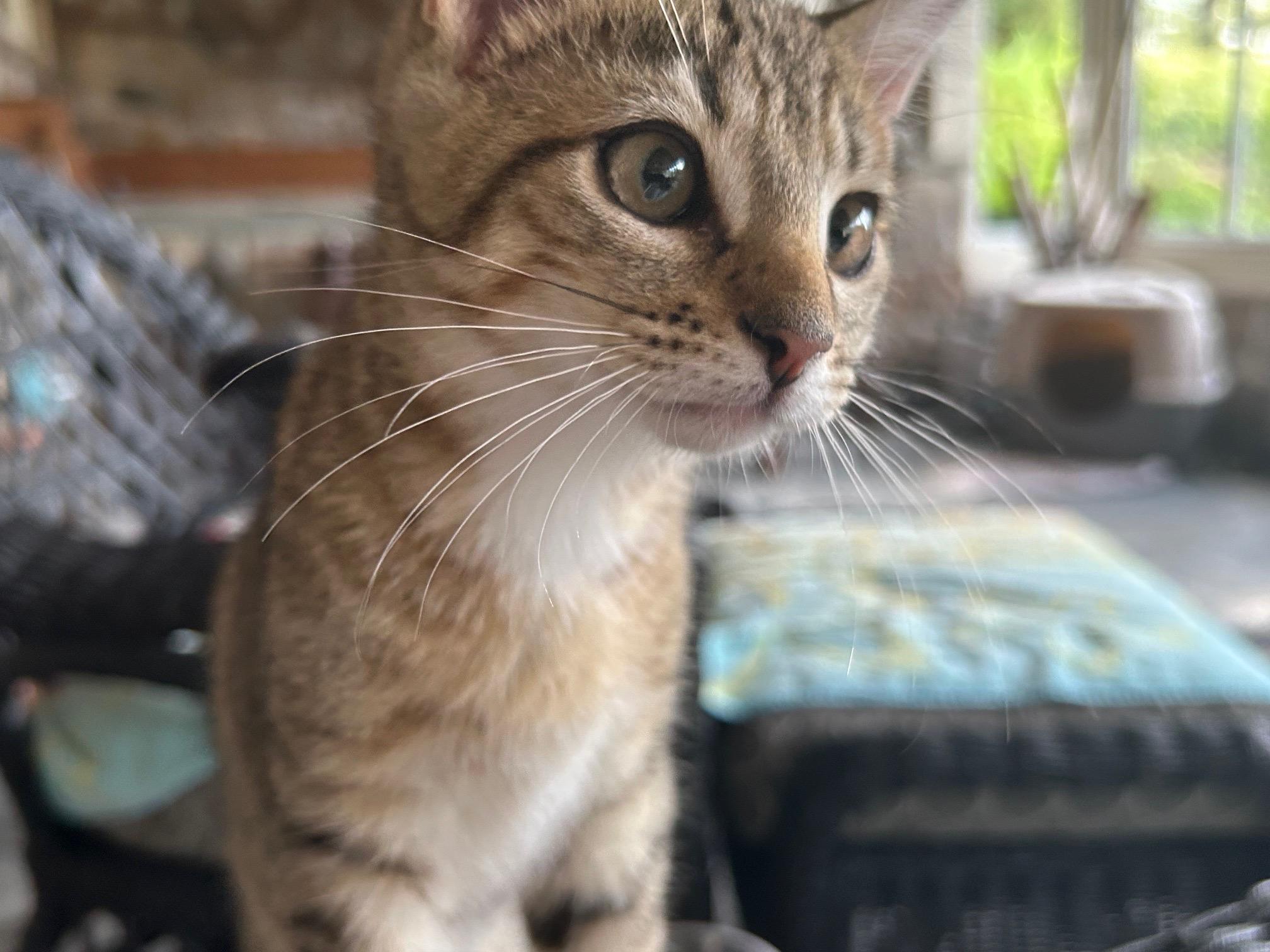 Enlarge Logan, a Adopted Tabby in Kinnelon, NJ image 1/6