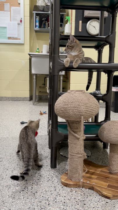 Enlarge Logan, a Adopted Tabby in Kinnelon, NJ video 6/6