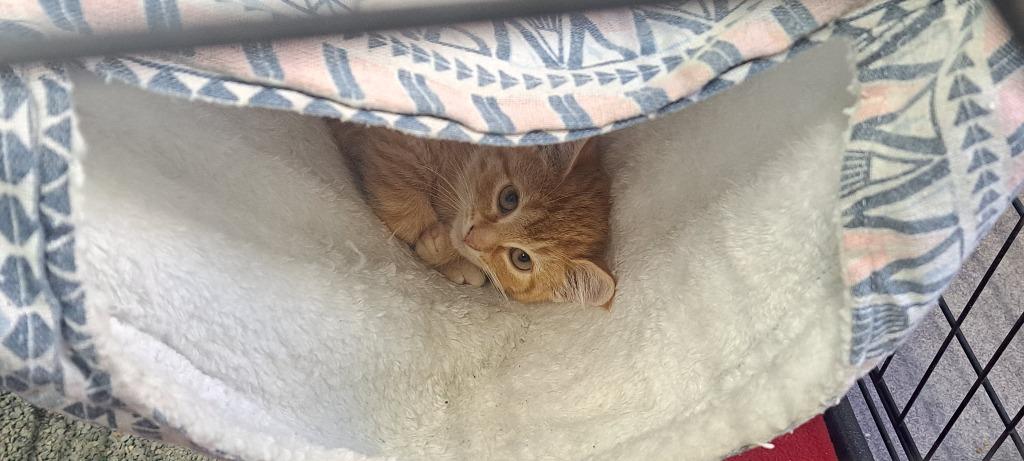 Fable, Adoptable, Kitten Male Domestic Short Hair.