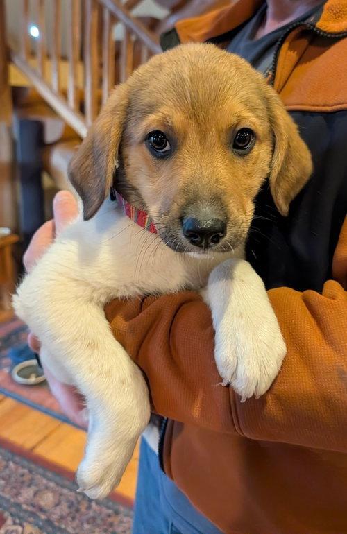 Lyra, a Adoptable mixed breed in Winter Park, CO image 1/3