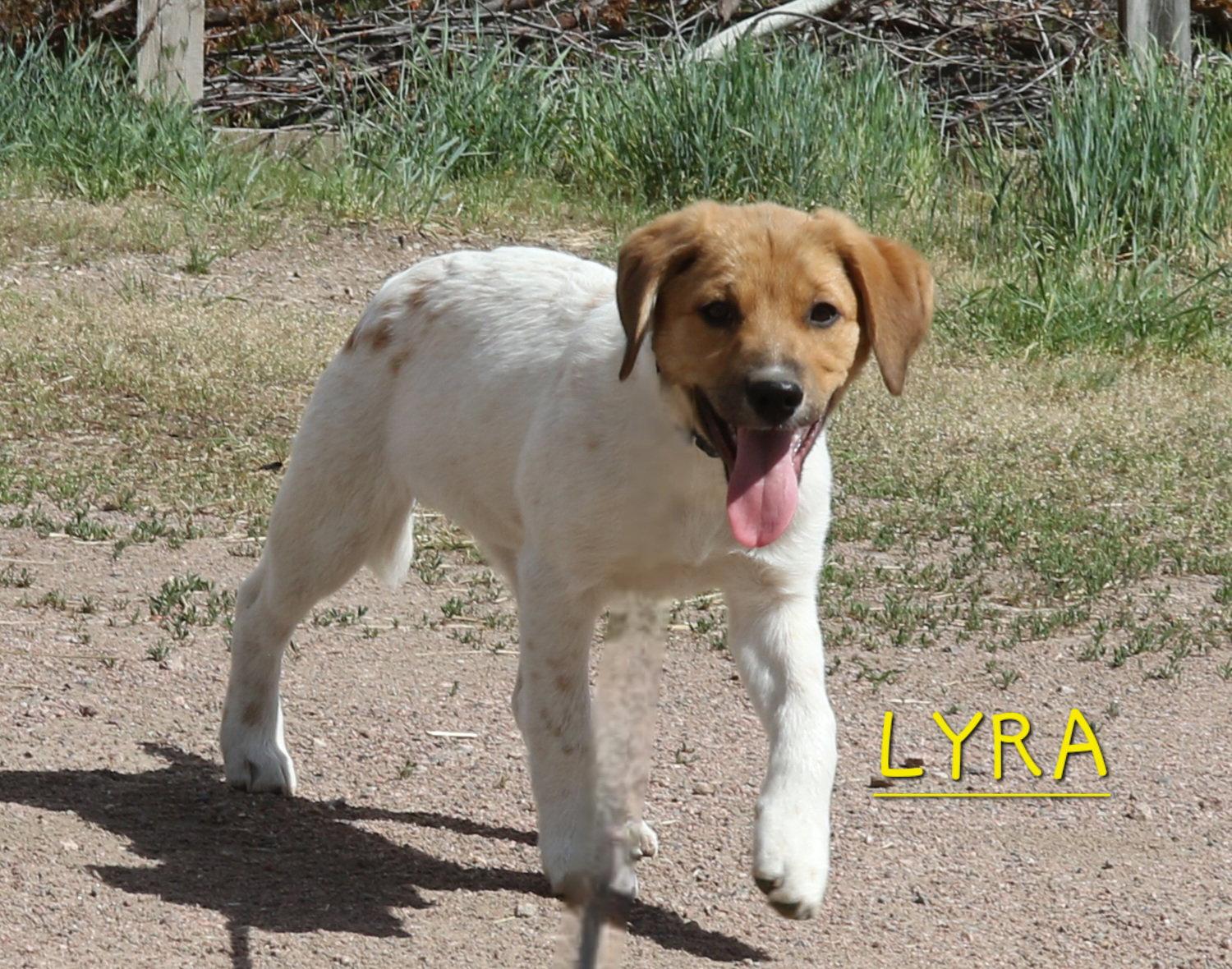 Lyra, a Adoptable mixed breed in Winter Park, CO image 2/3