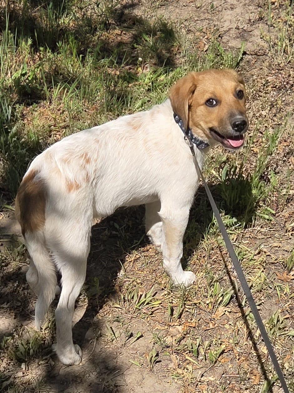 Lyra, a Adoptable mixed breed in Winter Park, CO image 3/3