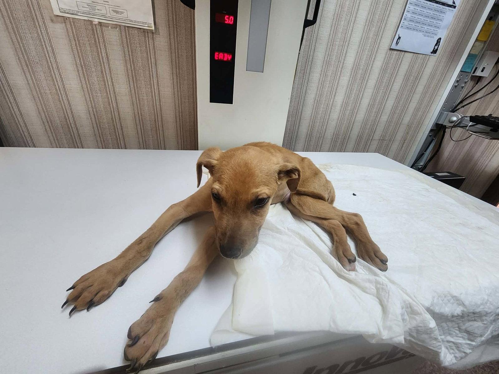 Bruno, Adopted, Puppy Male Mixed Breed.