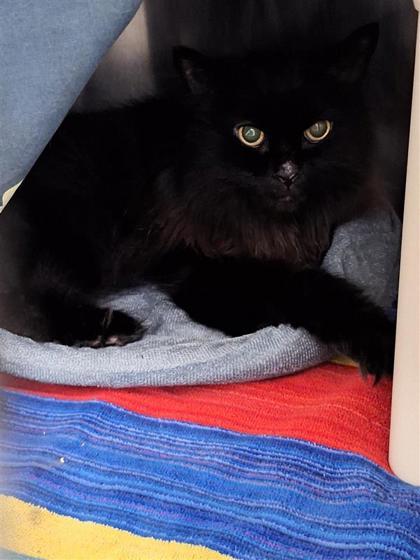 Iron Man, Adoptable, Senior Male Domestic Short Hair & Domestic Short Hair.