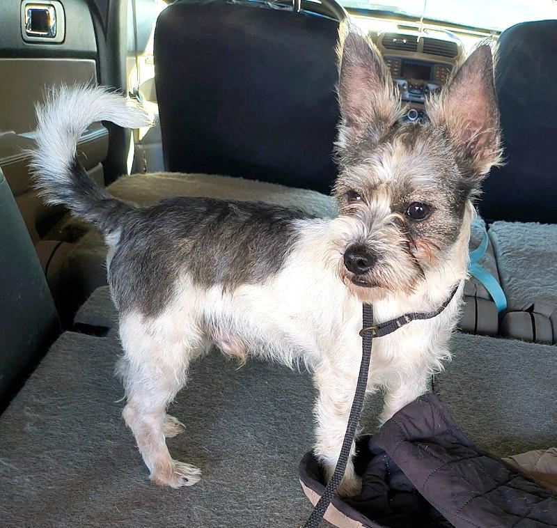 Enlarge Roscoe, an adopted mixed breed in Southport, CT image 1/6