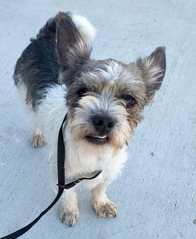 Enlarge Roscoe, an adopted mixed breed in Southport, CT image 5/6
