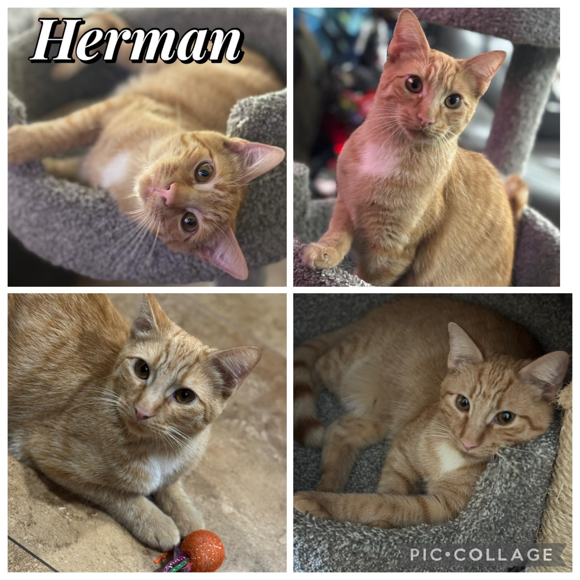 HERMAN, Adoptable, Young Male Tabby.