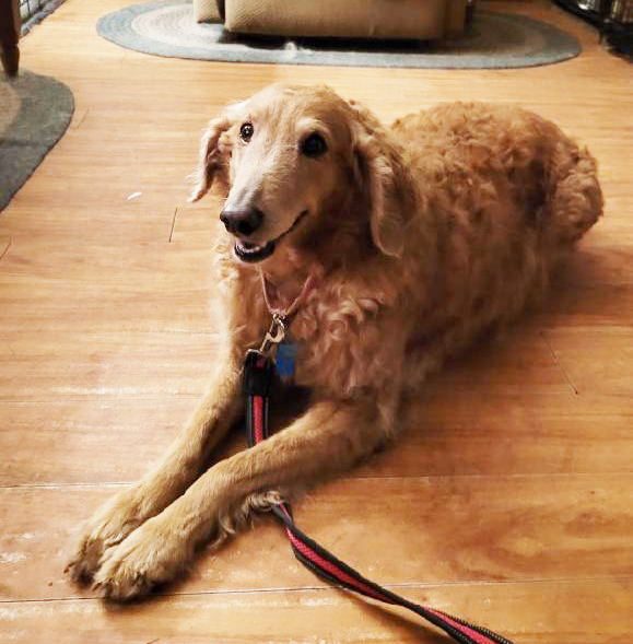 Scarlett, Adoptable, Adult Female Goldendoodle.