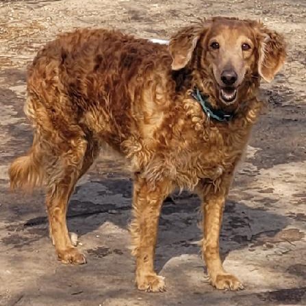 Enlarge Scarlett, a Adoptable Goldendoodle in Waterville, OH image 2/5